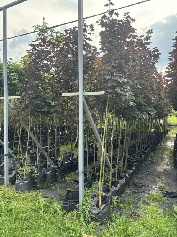 Клён остролистный Фассенс Блэк (Acer platanoides 'Faassen's Black')