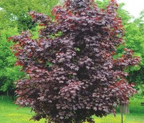 Клён остролистный Фассенс Блэк (Acer platanoides 'Faassen's Black')