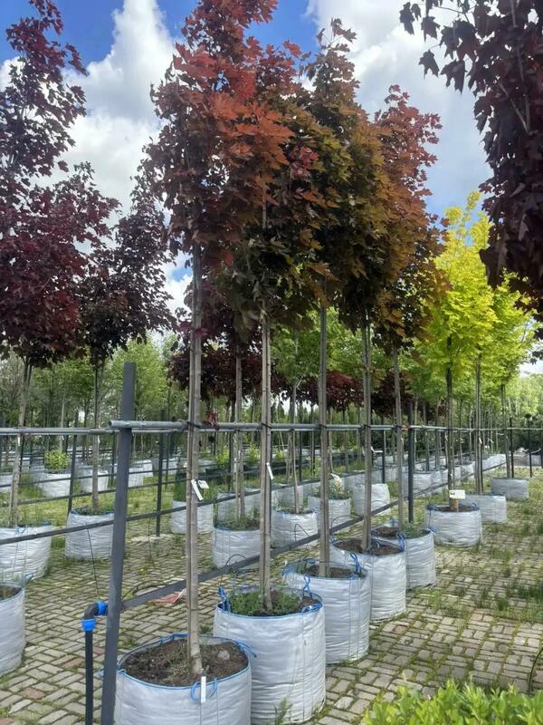 Клён остролистный Фаервью (Acer platanoides 'Fairview')