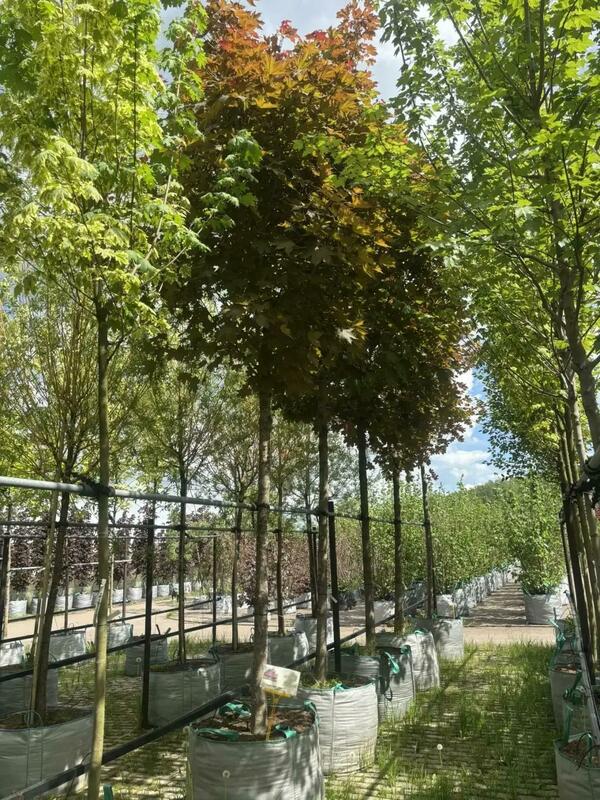 Клён остролистный Фаервью (Acer platanoides 'Fairview')