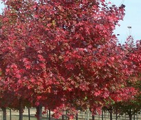 Клён остролистный Фаервью (Acer platanoides 'Fairview')