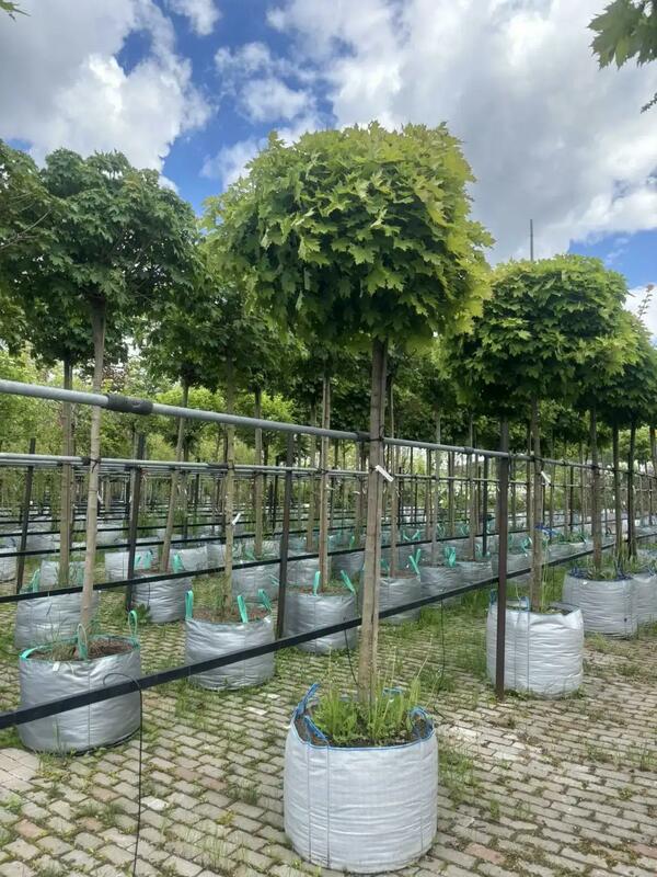 Клён остролистный Глобозум (Acer platanoides 'Globosum')