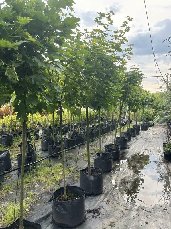 Клён остролистный Глобозум (Acer platanoides 'Globosum')