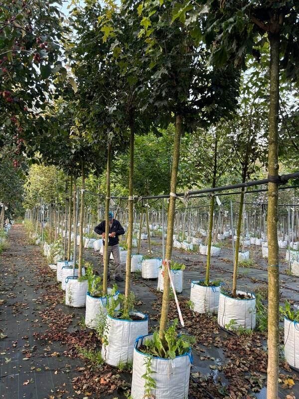 Клён остролистный Глобозум (Acer platanoides 'Globosum')