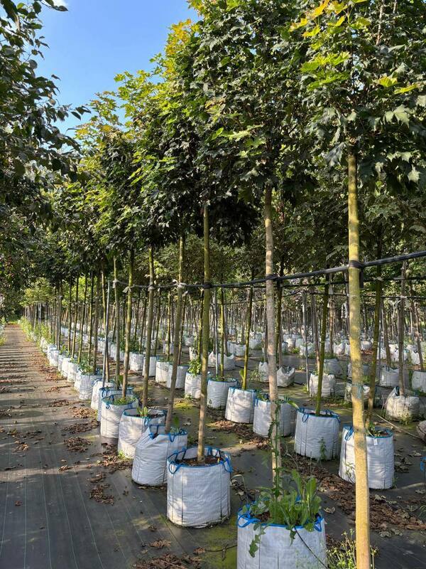 Клён остролистный Глобозум (Acer platanoides 'Globosum')