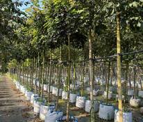 Клён остролистный Глобозум (Acer platanoides 'Globosum')