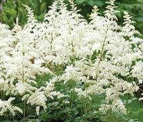 Астильба Арендса Браутшлеер (Astilbe x arendsii 'Brautschleier')