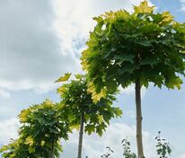 Клён остролистный Голден Глоб (Acer platanoides 'Golden Globe')