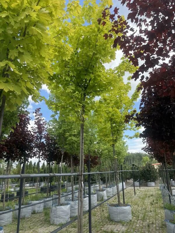 Клён остролистный Принстон Голд (Acer platanoides 'Princeton Gold')