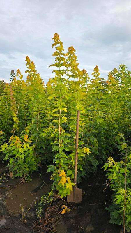 Клён остролистный Принстон Голд (Acer platanoides 'Princeton Gold')