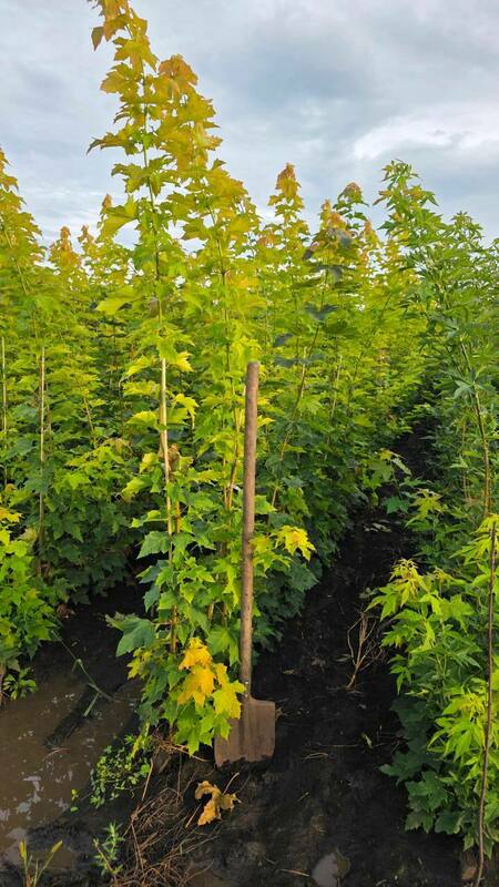 Клён остролистный Принстон Голд (Acer platanoides 'Princeton Gold')