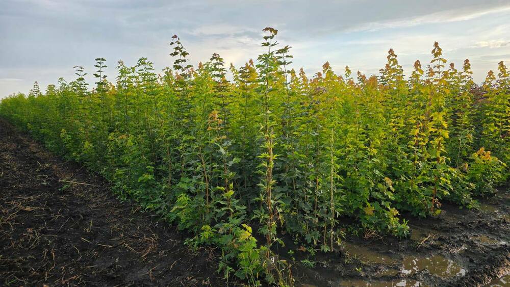 Клён остролистный Принстон Голд (Acer platanoides 'Princeton Gold')