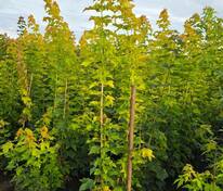 Клён остролистный Принстон Голд (Acer platanoides 'Princeton Gold')