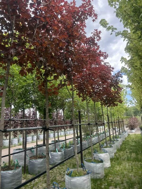 Клён остролистный Роял Ред (Acer platanoides 'Royal Red')
