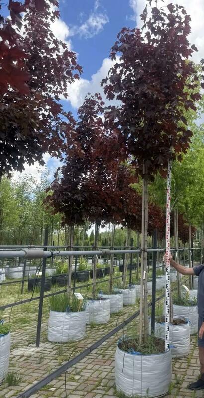 Клён остролистный Роял Ред (Acer platanoides 'Royal Red')