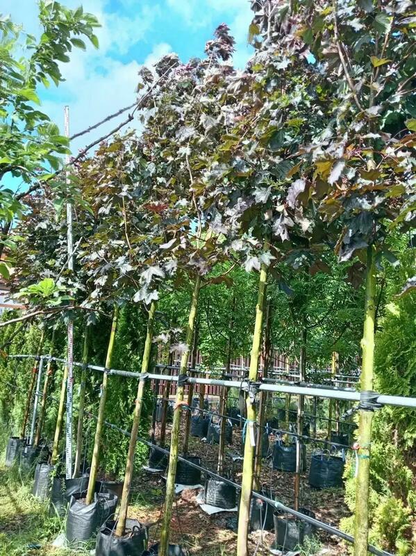 Клён остролистный Роял Ред (Acer platanoides 'Royal Red')