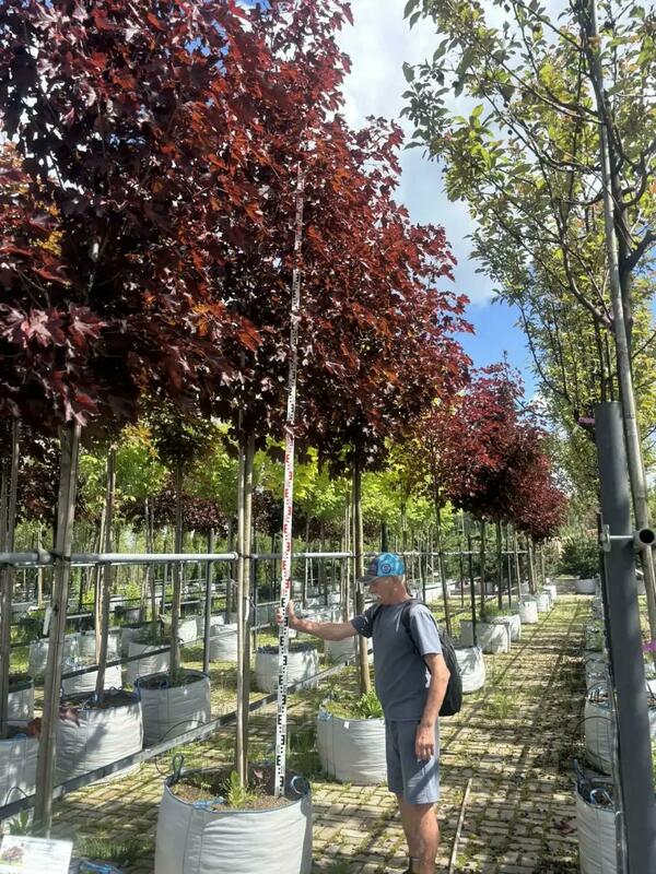 Клён остролистный Роял Ред (Acer platanoides 'Royal Red')