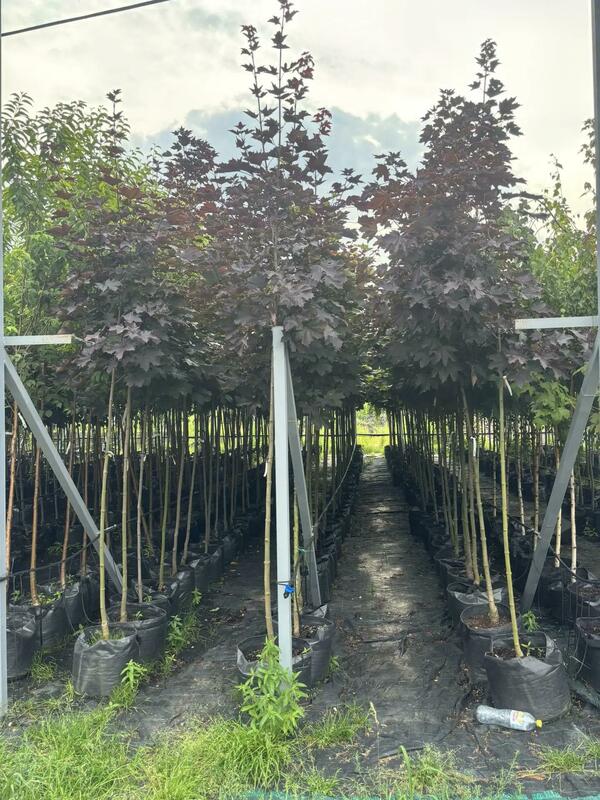 Клён остролистный Роял Ред (Acer platanoides 'Royal Red')
