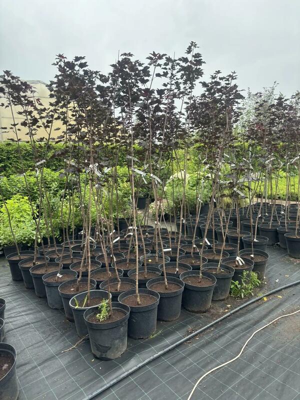 Клён остролистный Роял Ред (Acer platanoides 'Royal Red')