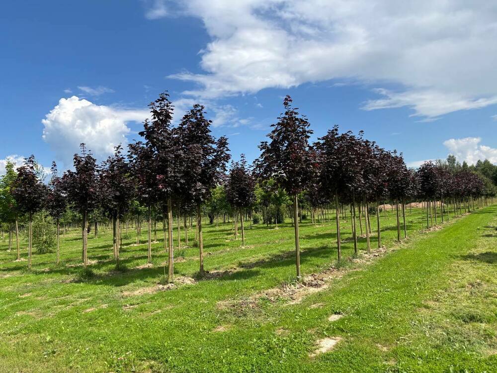 Клён остролистный Роял Ред (Acer platanoides 'Royal Red')