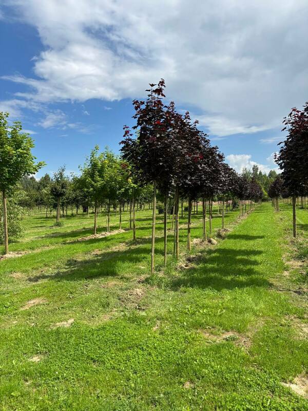 Клён остролистный Роял Ред (Acer platanoides 'Royal Red')