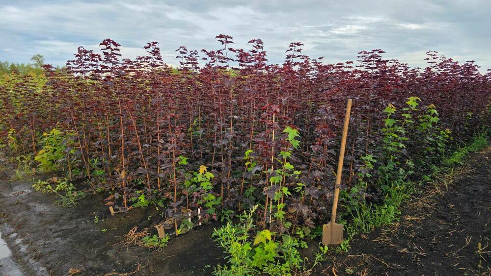 Клён остролистный Роял Ред (Acer platanoides 'Royal Red')