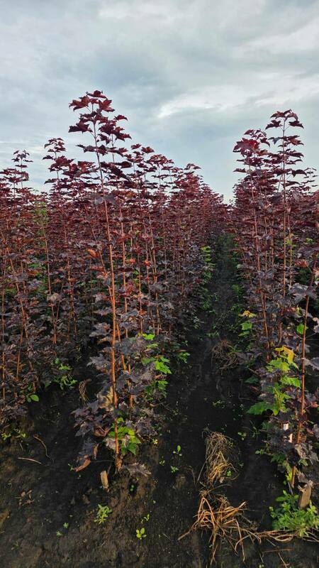 Клён остролистный Роял Ред (Acer platanoides 'Royal Red')