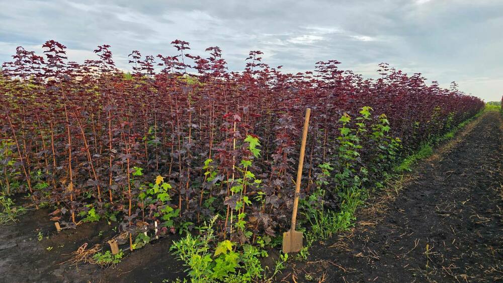Клён остролистный Роял Ред (Acer platanoides 'Royal Red')