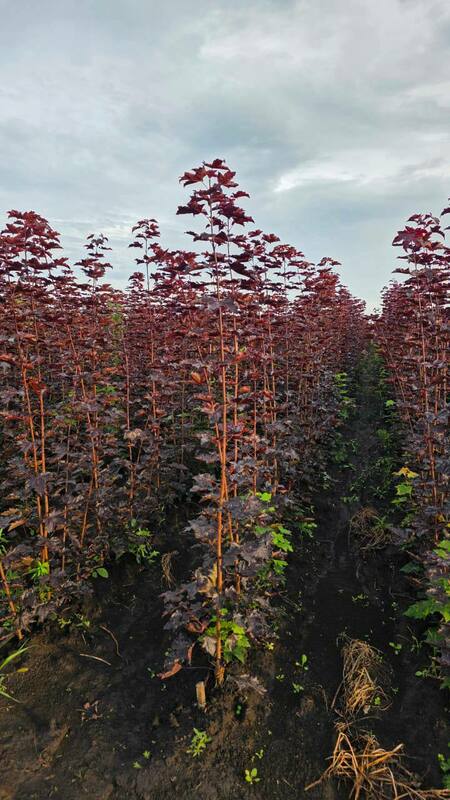 Клён остролистный Роял Ред (Acer platanoides 'Royal Red')