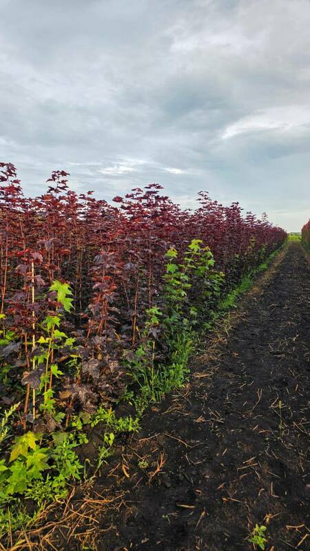 Клён остролистный Роял Ред (Acer platanoides 'Royal Red')
