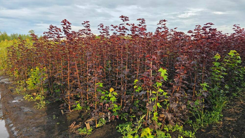 Клён остролистный Роял Ред (Acer platanoides 'Royal Red')