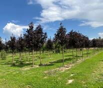 Клён остролистный Роял Ред (Acer platanoides 'Royal Red')