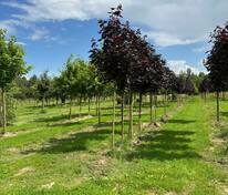 Клён остролистный Роял Ред (Acer platanoides 'Royal Red')