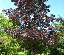Клён остролистный Шведлера (Acer platanoides 'Schwedleri')