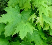 Клён остролистный Фарлейкс Грин (Acer platanoides 'Farlake's Green')