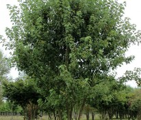 Клён серебристый Лациниатум Виери (Acer saccharinum 'Laciniatum Wieri')