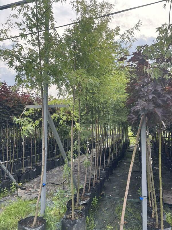 Клён серебристый (Acer saccharinum)