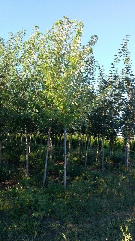 Клён серебристый (Acer saccharinum)