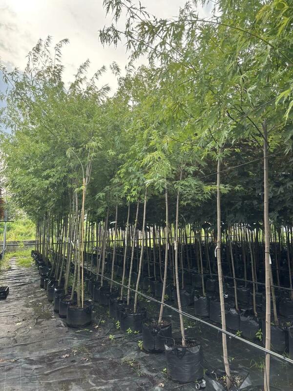 Клён серебристый (Acer saccharinum)