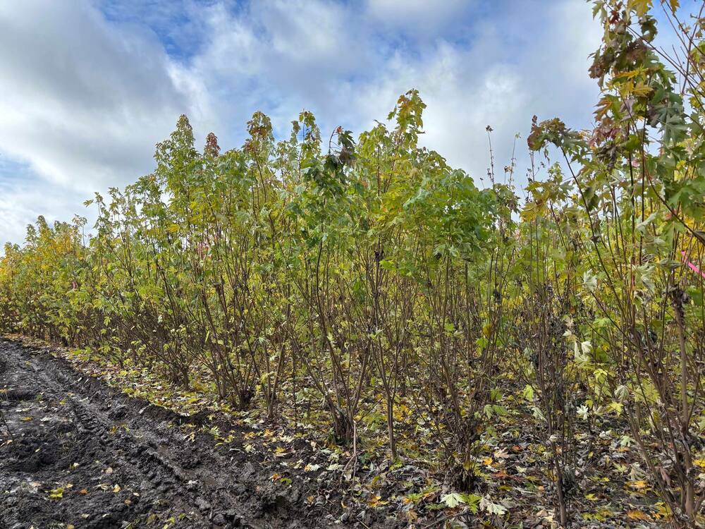 Клён серебристый (Acer saccharinum)