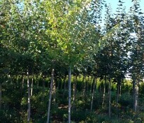 Клён серебристый (Acer saccharinum)