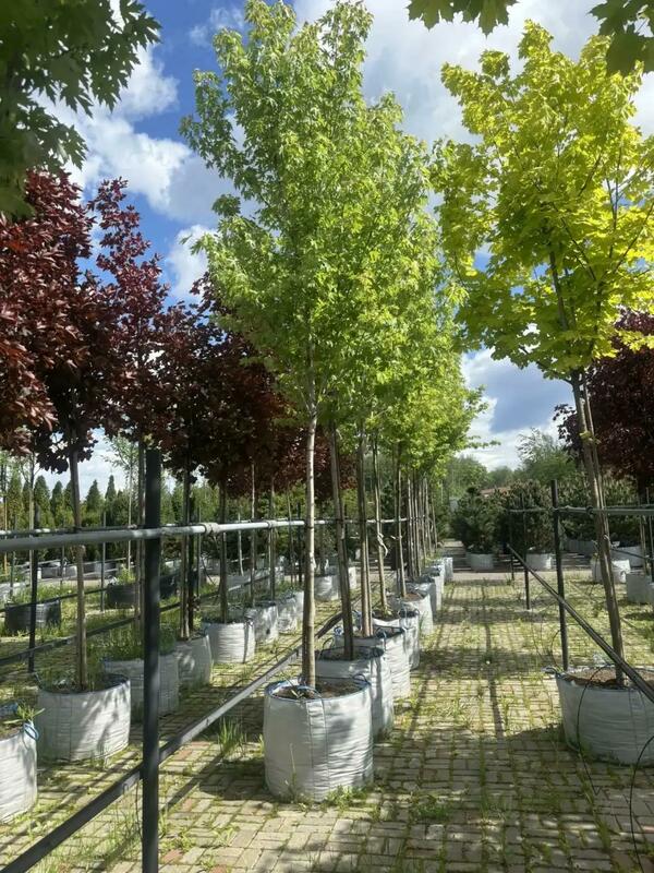 Клён серебристый Пирамидале (Acer saccharinum 'Pyramidale')