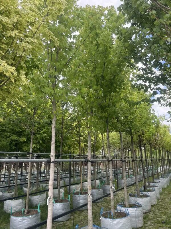 Клён серебристый Пирамидале (Acer saccharinum 'Pyramidale')