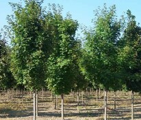 Клён серебристый Пирамидале (Acer saccharinum 'Pyramidale')