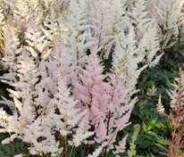 Астильба Арендса Бумальда (Astilbe x arendsii 'Bumalda')