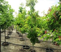 Клён татарский (Acer tataricum)