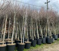 Клён Фримана (Acer x freemanii)