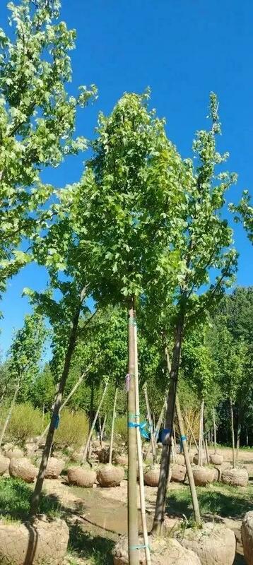 Клён Фримана Отом Блейз (Acer x freemanii 'Autumn Blaze')