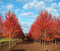 Клён Фримана Отом Блейз (Acer x freemanii 'Autumn Blaze')