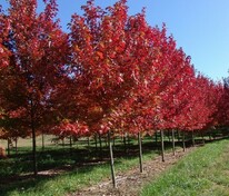 Клён Фримана Отом Фентази (Acer x freemanii 'Autumn Fantasy')